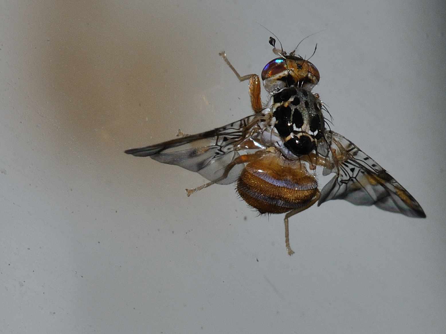 Ceratitis capitata (Tephriyidae)